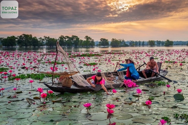 Đầm sen trên hồ Dầu Tiếng