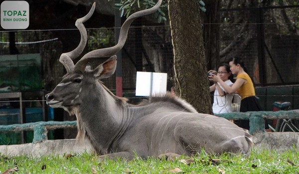 Quan sát và tương tác với các loài động vật quý hiếm tại vườn thú mở
