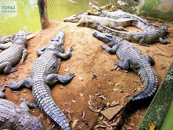 Hồ cá sấu nhân tạo tại khu du lịch